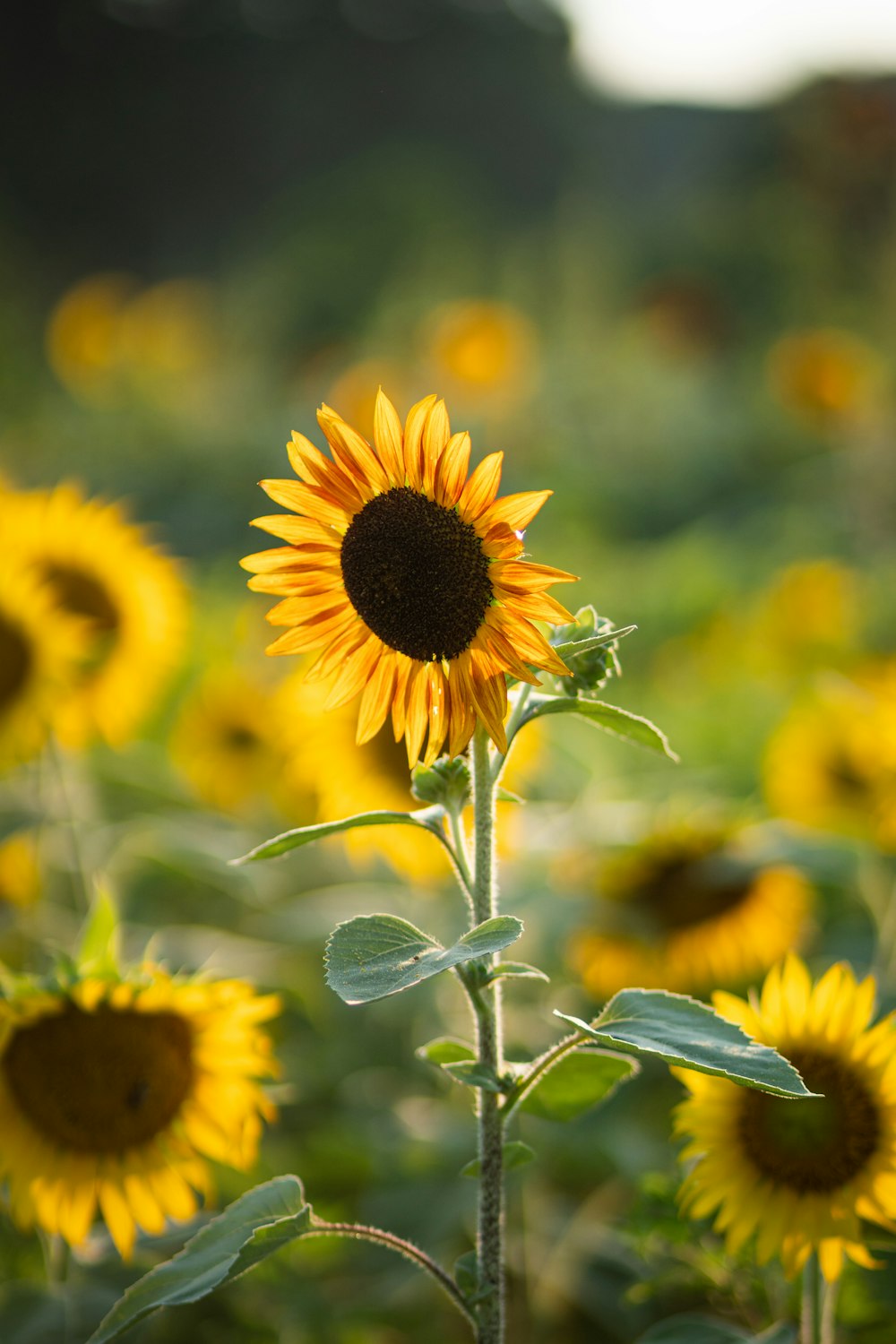 a field of sunflowers in the middle of the day