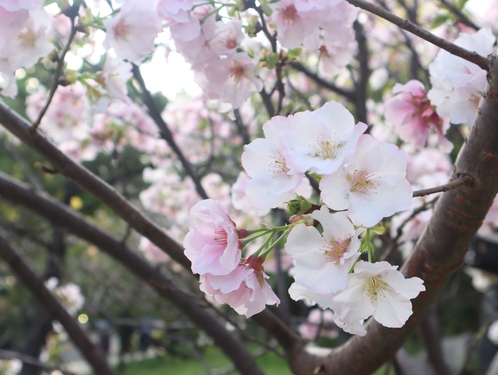 a close up of a tree with pink flowers