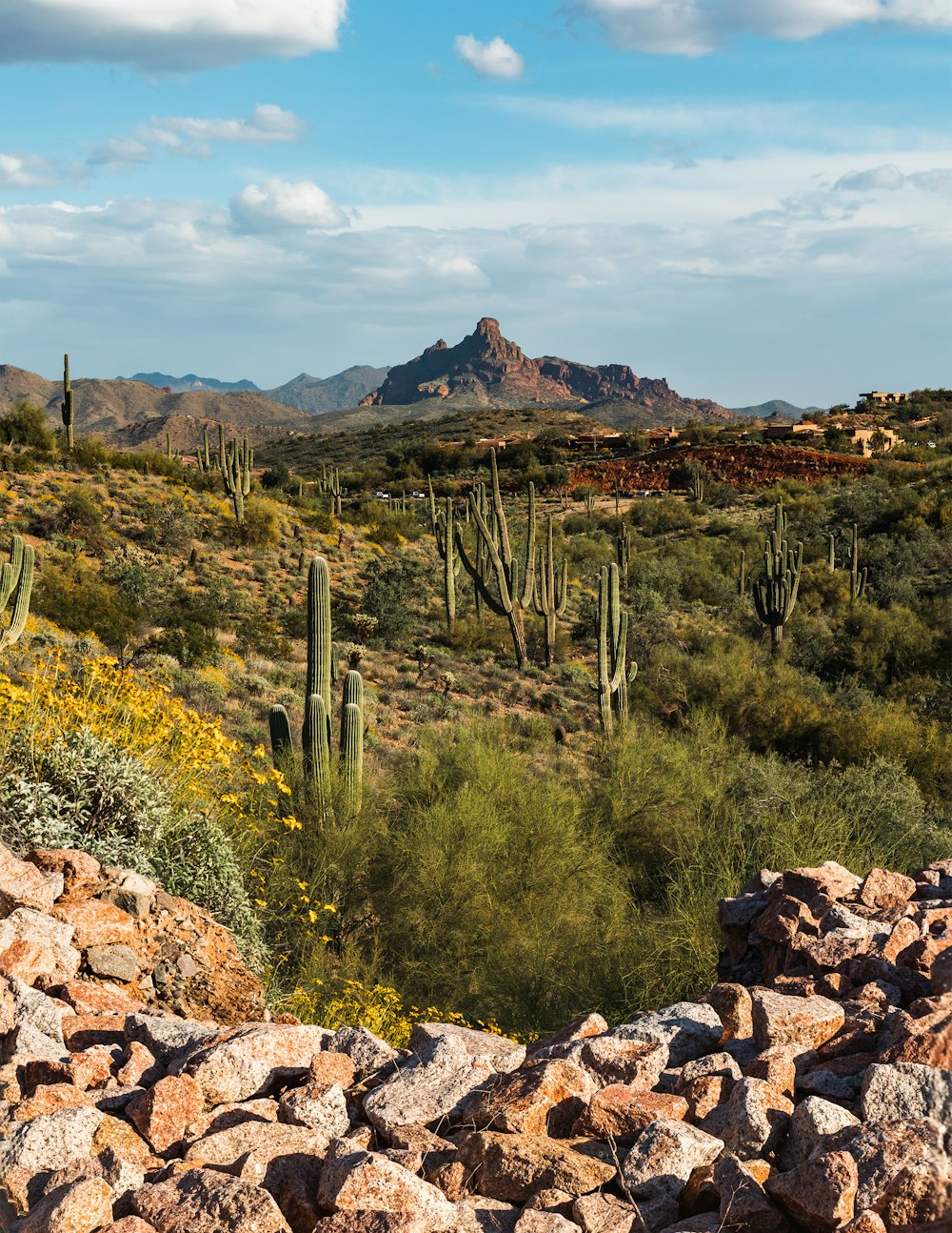 a rocky hillside with cactus trees and mountains in the background