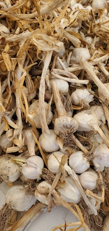 A pile of fresh garlic bulbs with long, dried stems and roots attached. The garlic cloves are mostly white and have a papery texture. The stems are straw-colored and twisted together, adding a rustic and organic appearance.