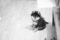 A puppy happily responding to commands inside a cozy living room.