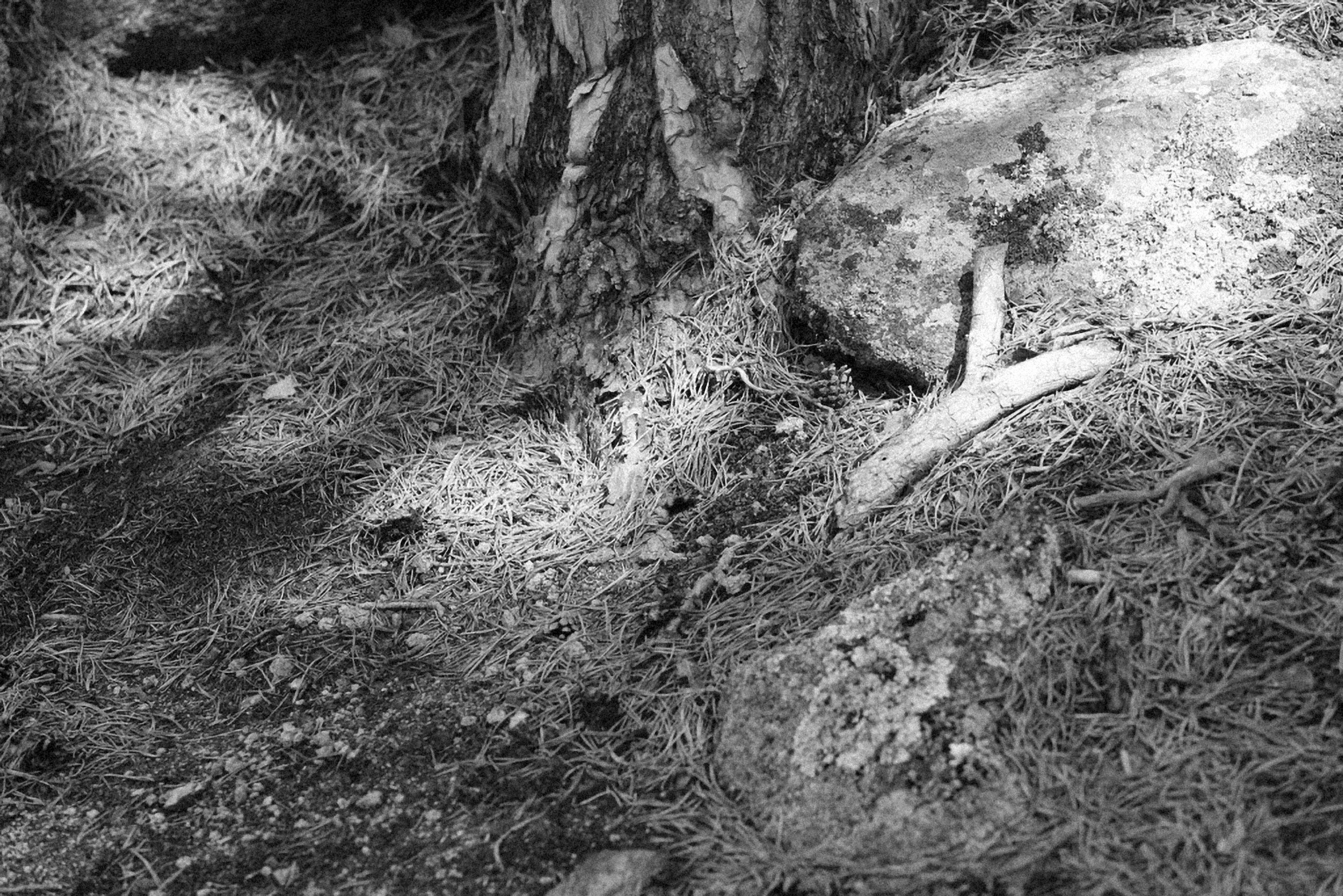 Photo by alexeydemidov