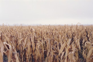 a field of corn is shown with a sky background