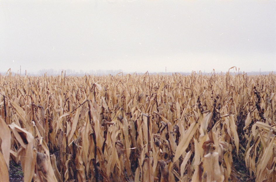 a field of corn is shown with a sky background