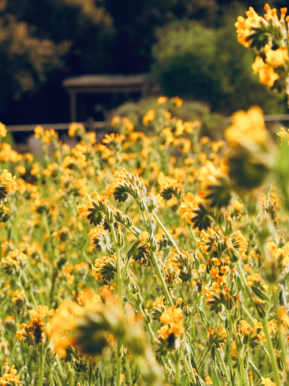 a field full of yellow flowers with trees in the background