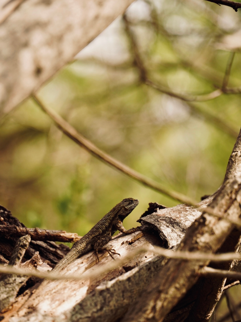 a lizard sitting on top of a tree branch