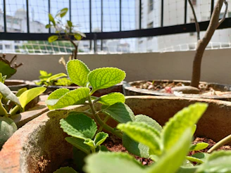 Close-up of a sleek, self-watering plant pot sitting on a sunny balcony with thriving greenery.