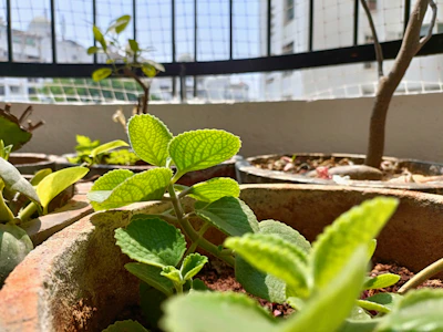 Low-pressure irrigation system installed on a small balcony with thriving plants.