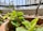 A happy gardener tending to a thriving urban vegetable garden on a sunny balcony.