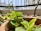 Close-up of a watering can beside vibrant balcony plants on a sunny day.