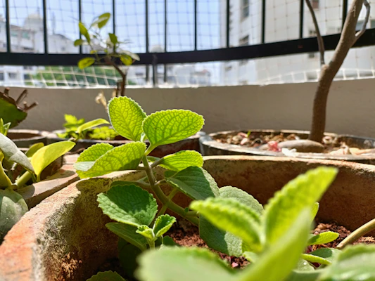 Close-up of a sleek, self-watering plant pot sitting on a sunny balcony with thriving greenery.