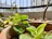 Close-up of a watering can beside vibrant balcony plants on a sunny day.