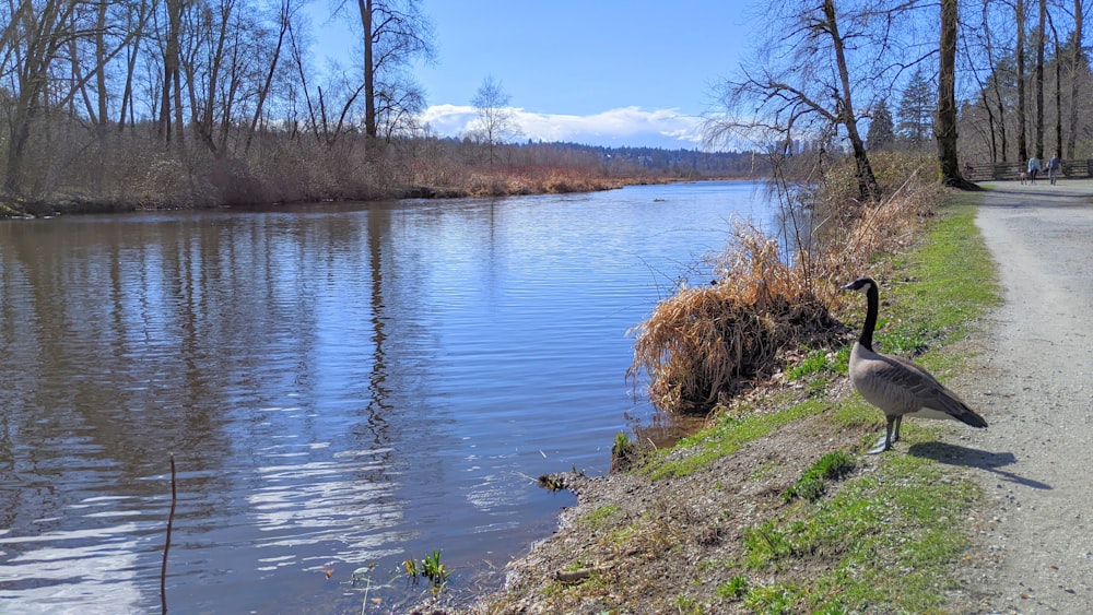 a goose standing on the side of a road next to a body of water