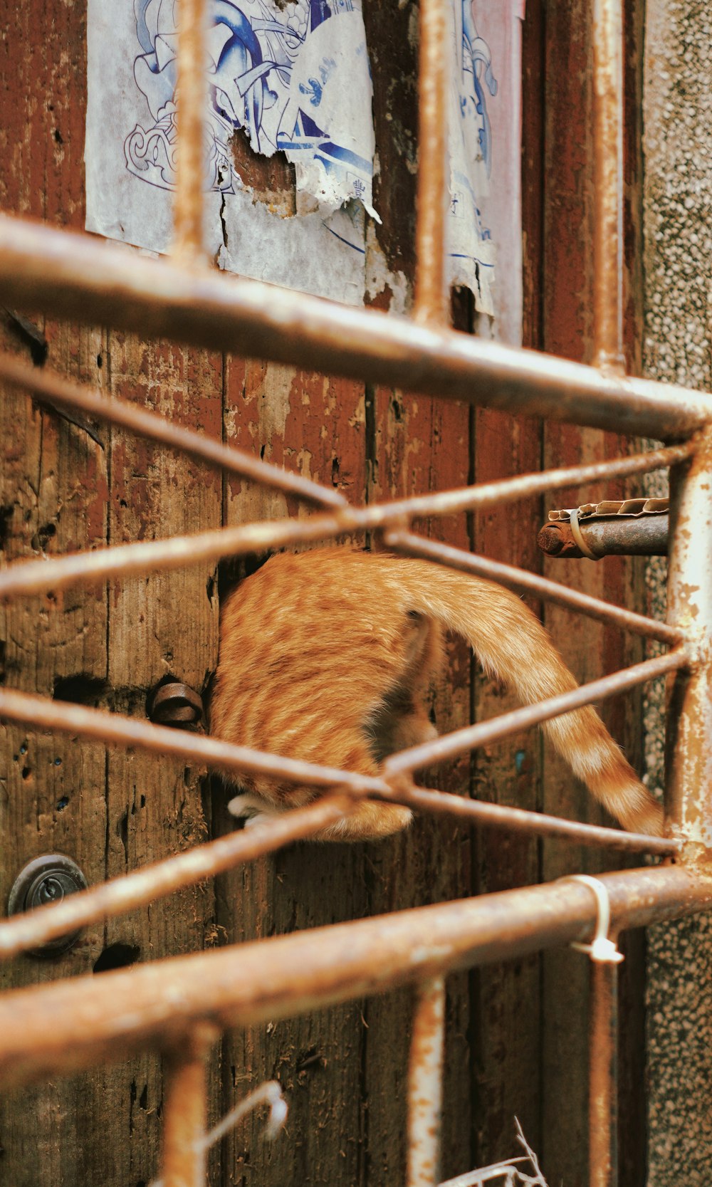 an orange and white cat sitting inside of a cage