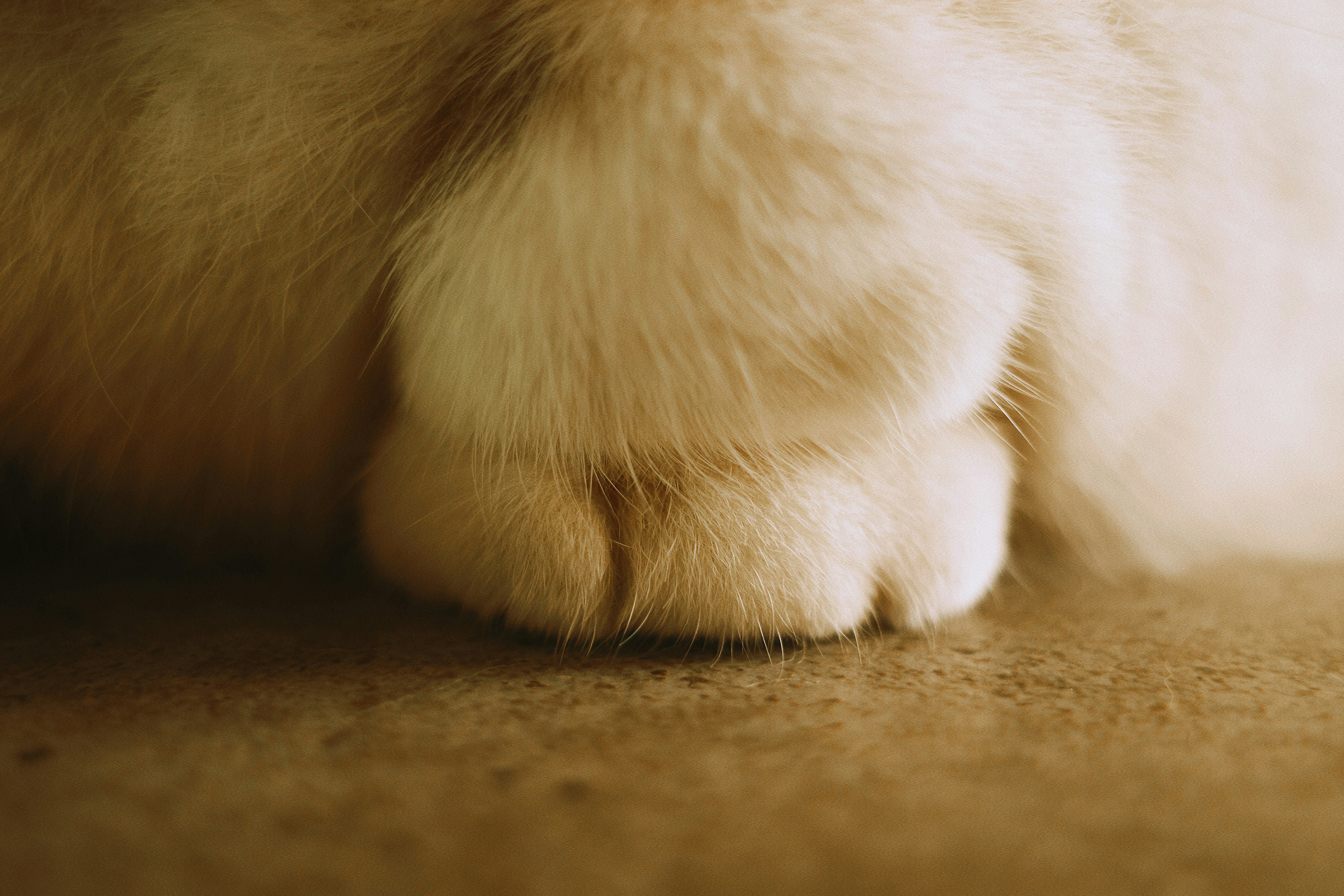 eine Nahaufnahme einer Katzenpfote auf dem Boden