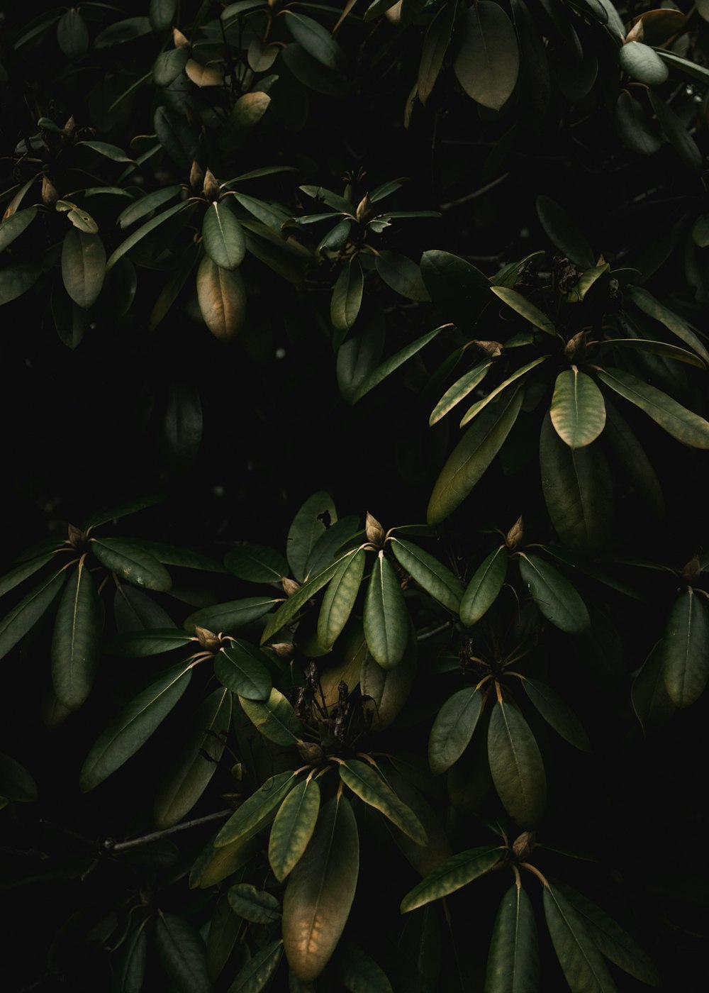 a bunch of green leaves on a tree