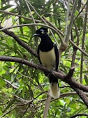 Close-up of a vibrant bird species perched on a branch during a biodiversity survey.