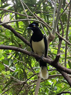 Close-up of a vibrant endangered bird perched on a blooming branch.