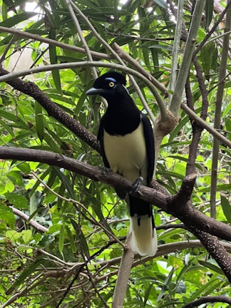 Close-up of a vibrant bird species perched on a branch during a biodiversity survey.