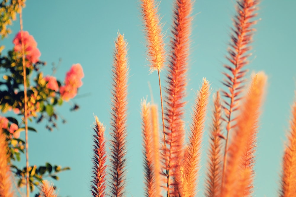 a close up of a plant with a blue sky in the background