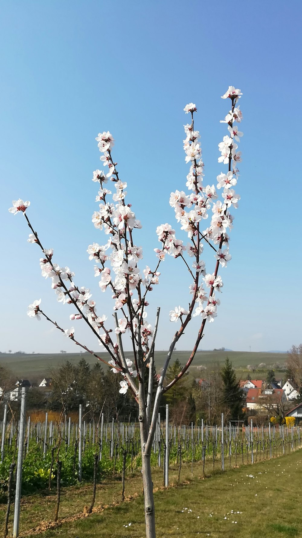 a tree with white flowers in a field