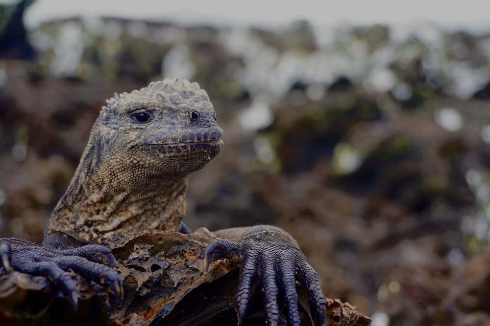 a close up of a lizard on a rock