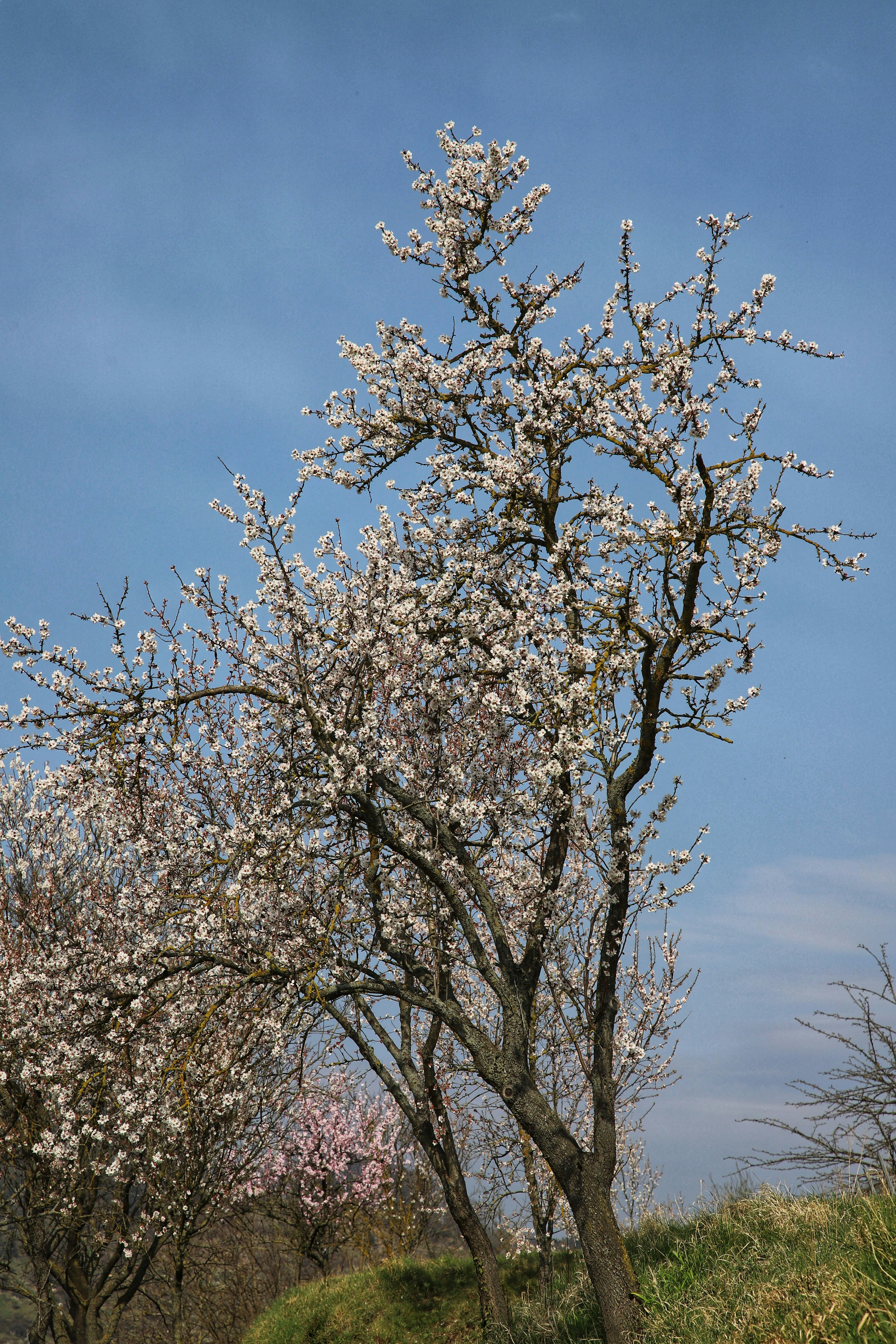 a tree with white flowers in a field