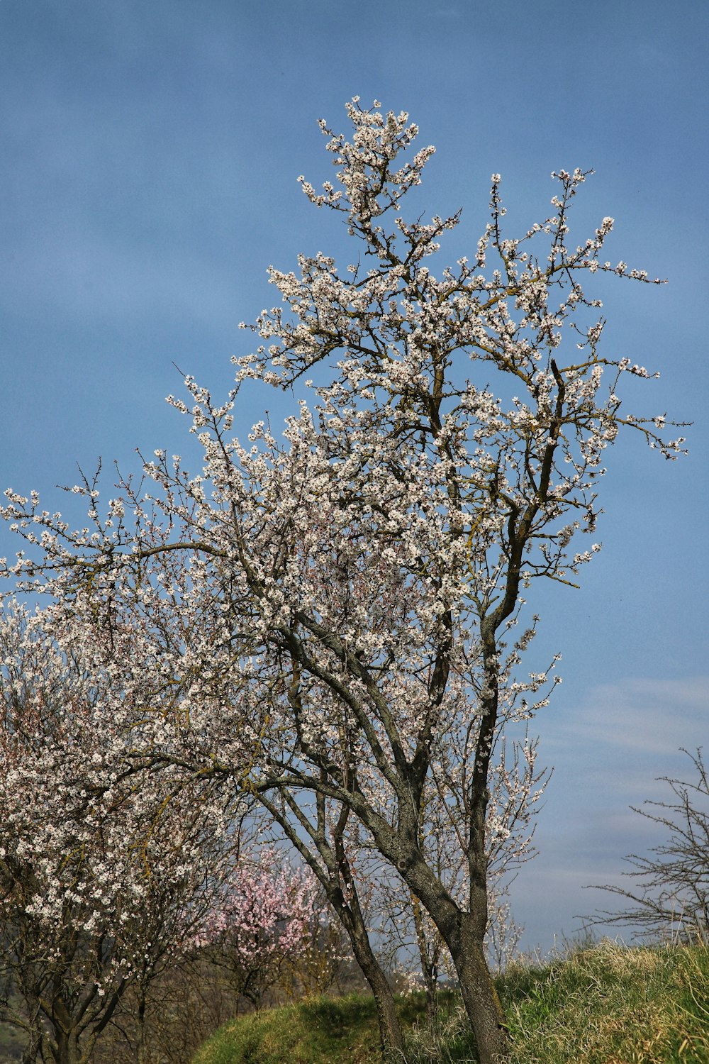 a tree with white flowers in a field