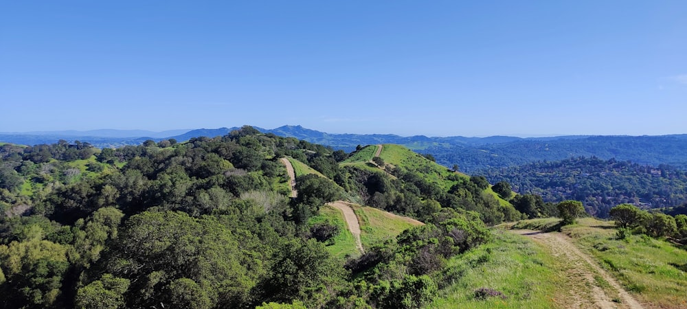 a lush green hillside covered in lots of trees