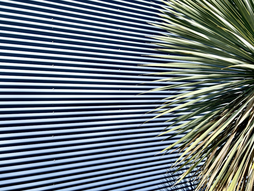 a close up of a palm tree near a building