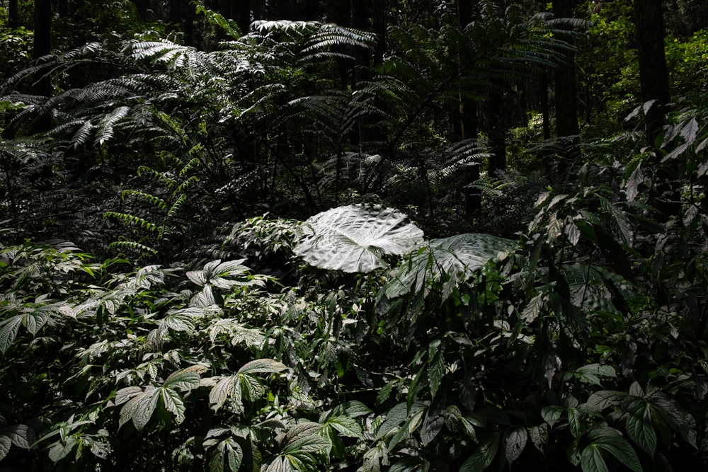 a lush green forest filled with lots of trees