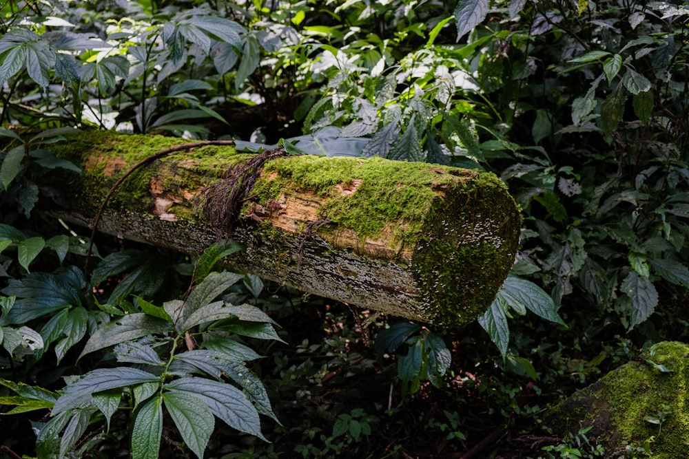 a mossy log in the middle of a forest