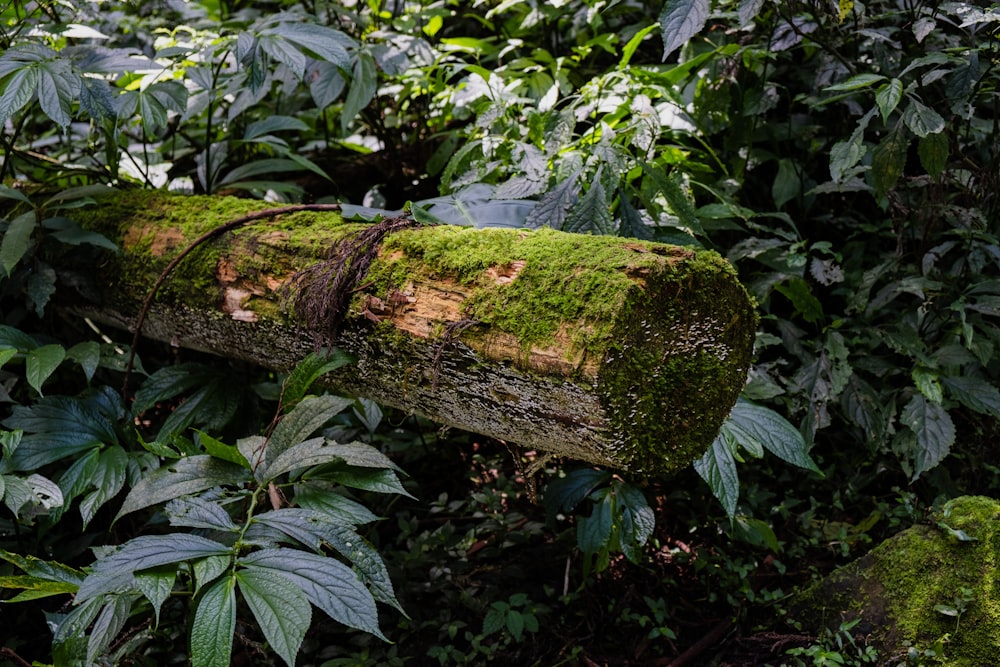 Un tronco cubierto de musgo en medio de un bosque