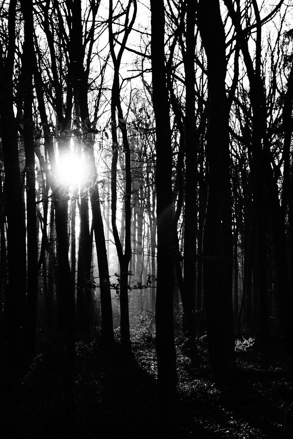 a black and white photo of the sun shining through the trees