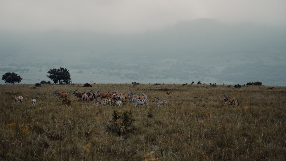 Eine Herde Tiere geht über ein trockenes Grasfeld