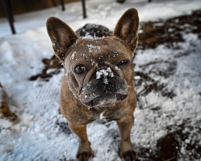 A French bulldog stands on a snowy surface, its face and ears dusted with snowflakes. The dog's large, round eyes gaze upward, and its brindle coat contrasts with the white snow around it. The background shows patches of snow and dark ground, possibly indicating a backyard or outdoor area.