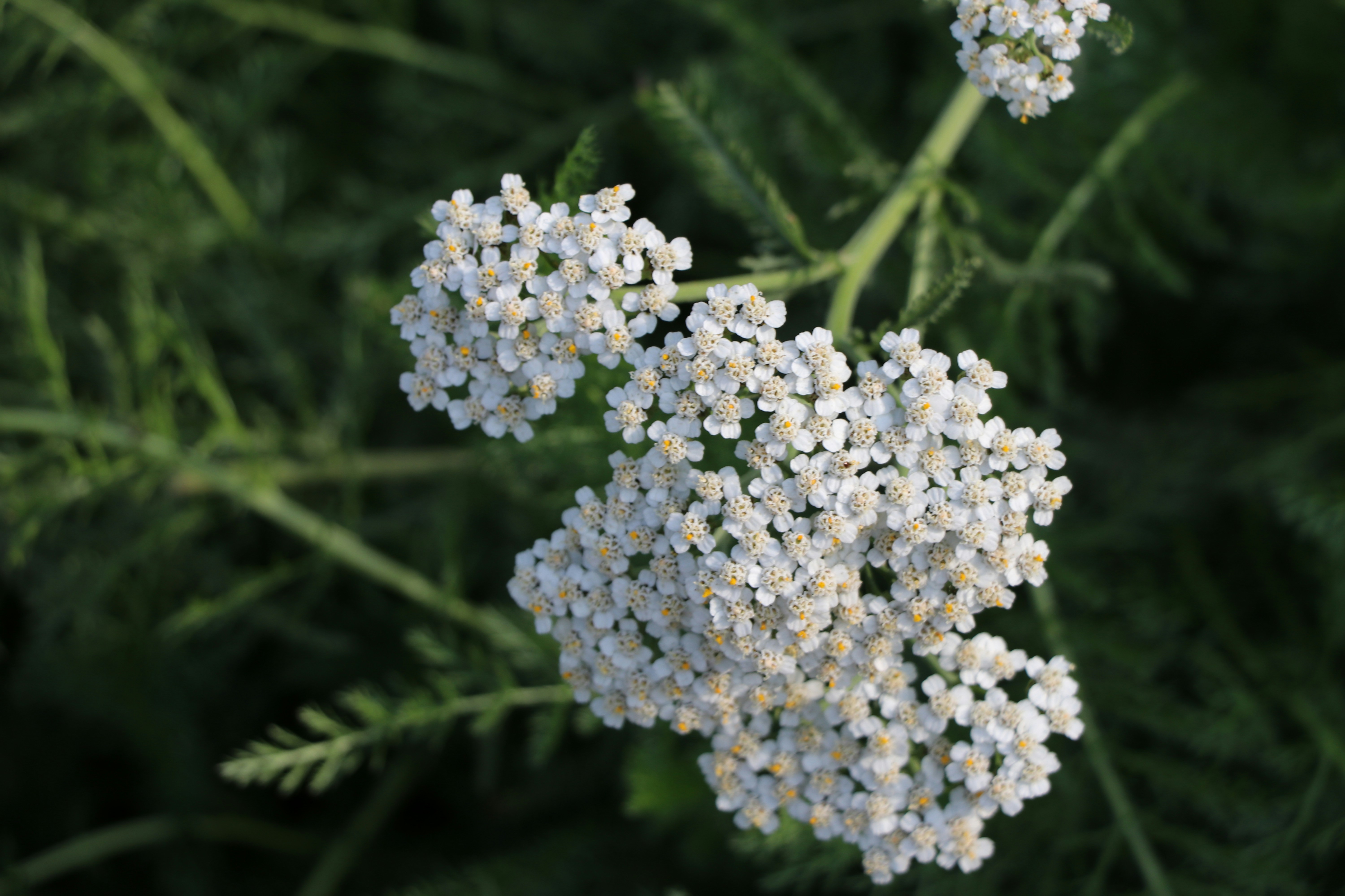 Photo by mohammadrezaphoto