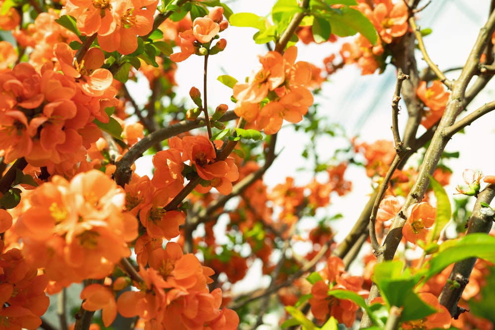 a tree filled with lots of orange flowers