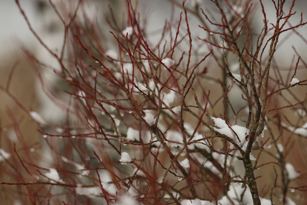 a bird perched on top of a tree covered in snow