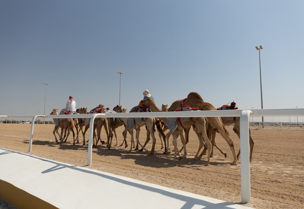 a group of people riding on the backs of camels