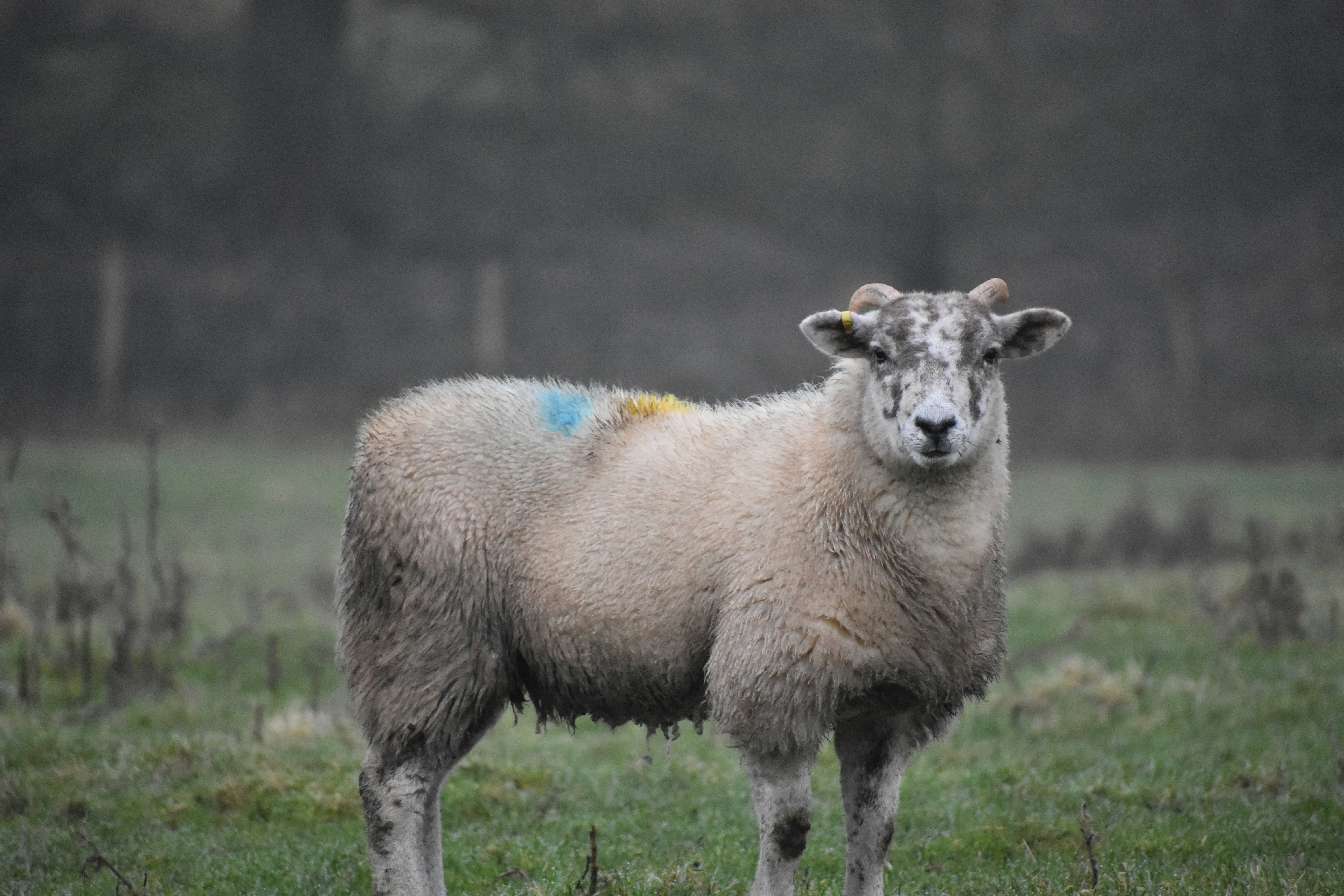 a sheep standing in a grassy field with trees in the background