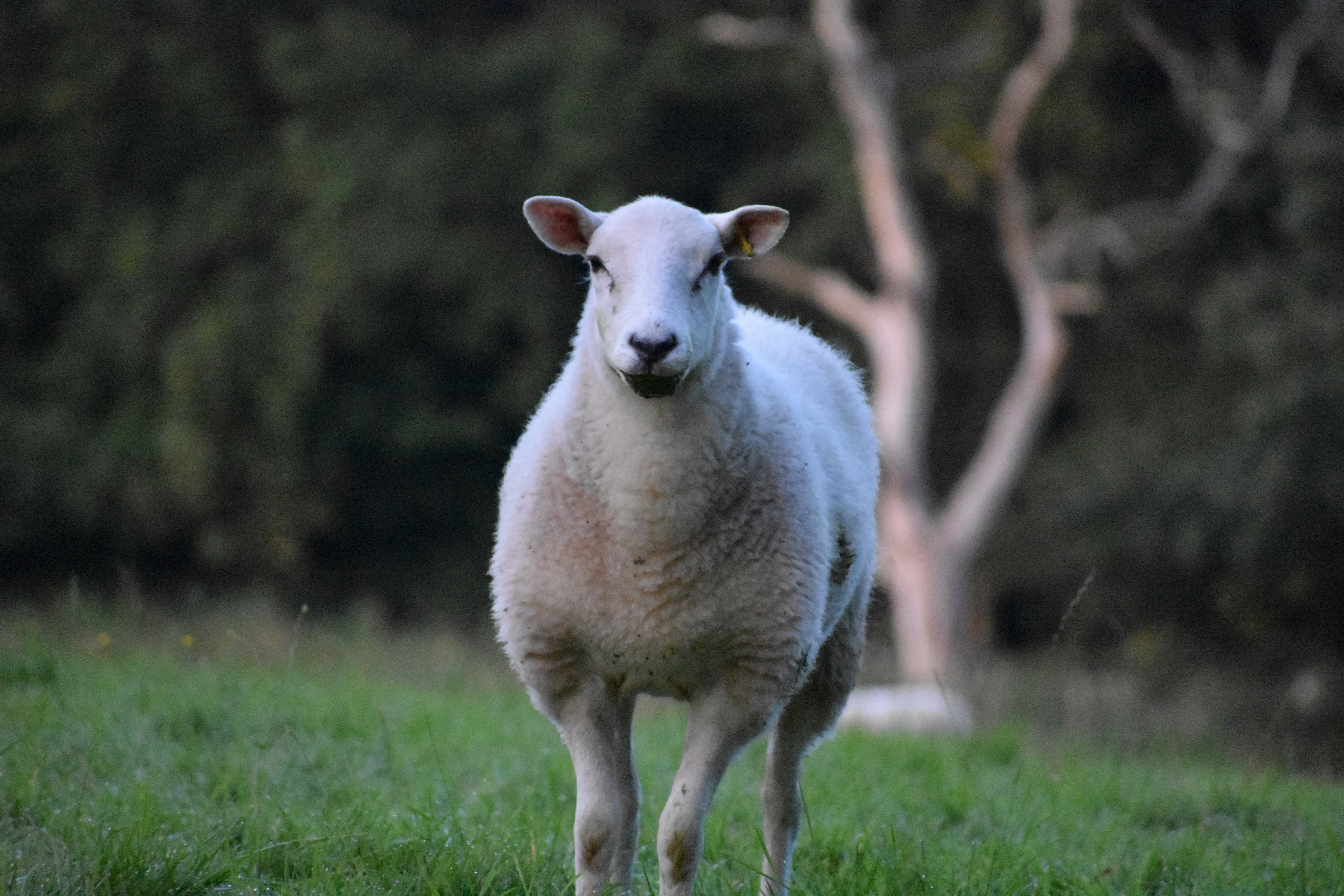 Unsplashで見つける羊の無料写真