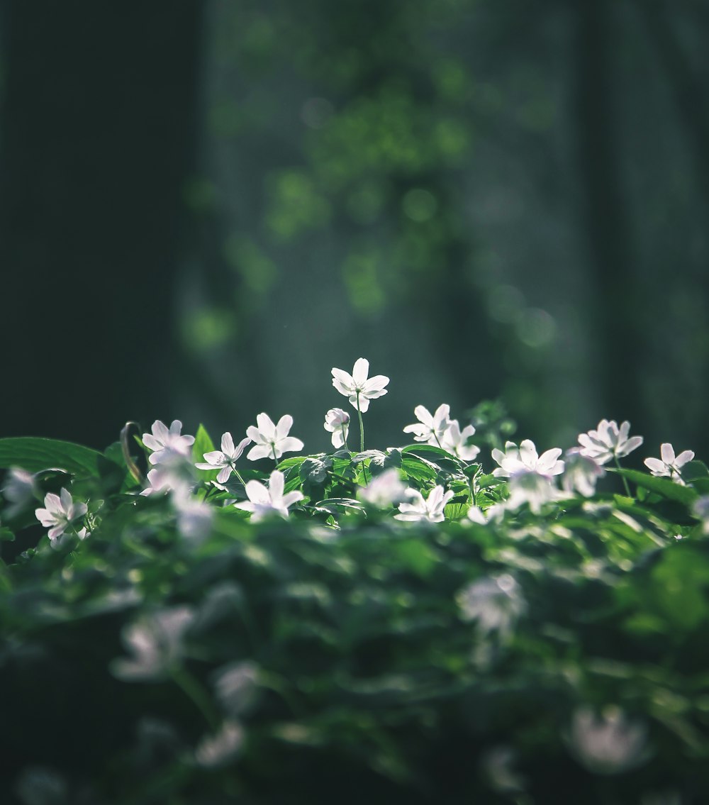 a group of white flowers sitting on top of a lush green field