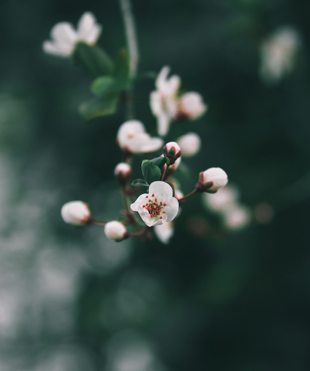 a close up of a white flower on a tree