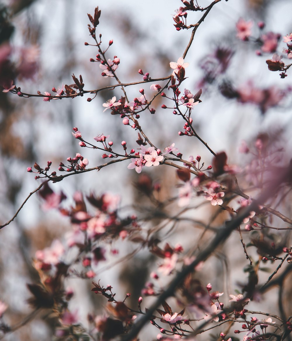 a close up of a tree with pink flowers