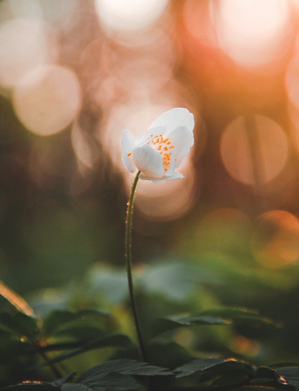 a small white flower with a yellow center