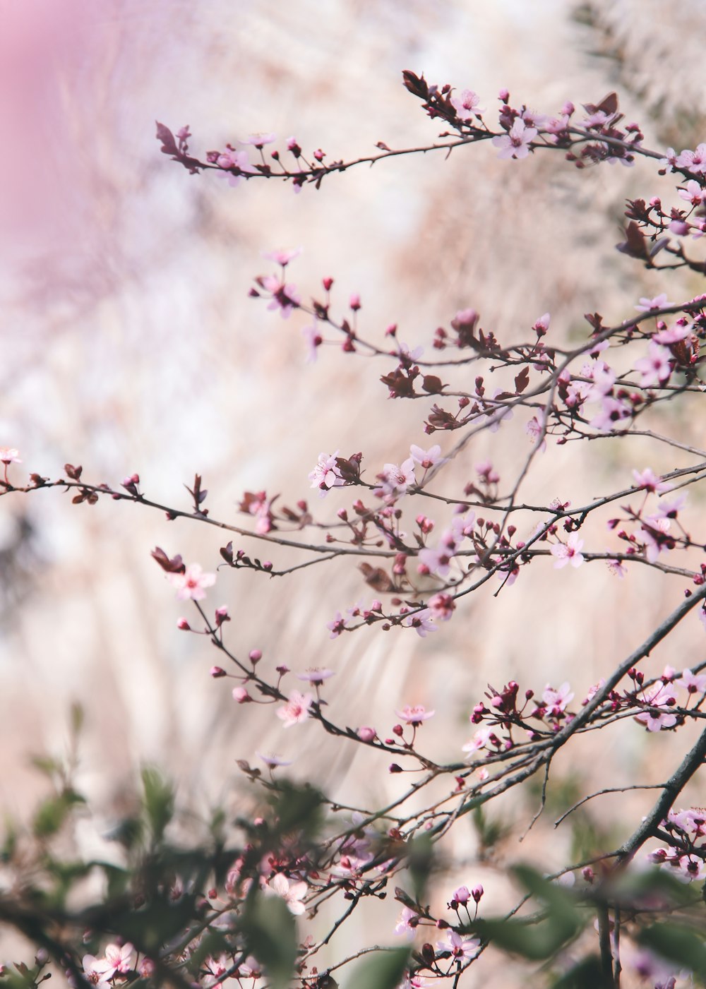 a close up of a tree with pink flowers