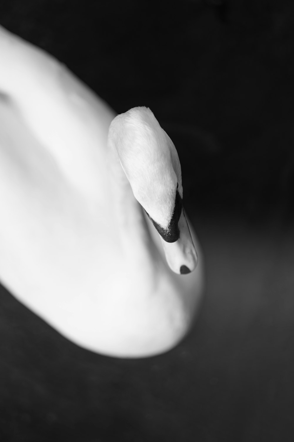 a close up of a white swan's head