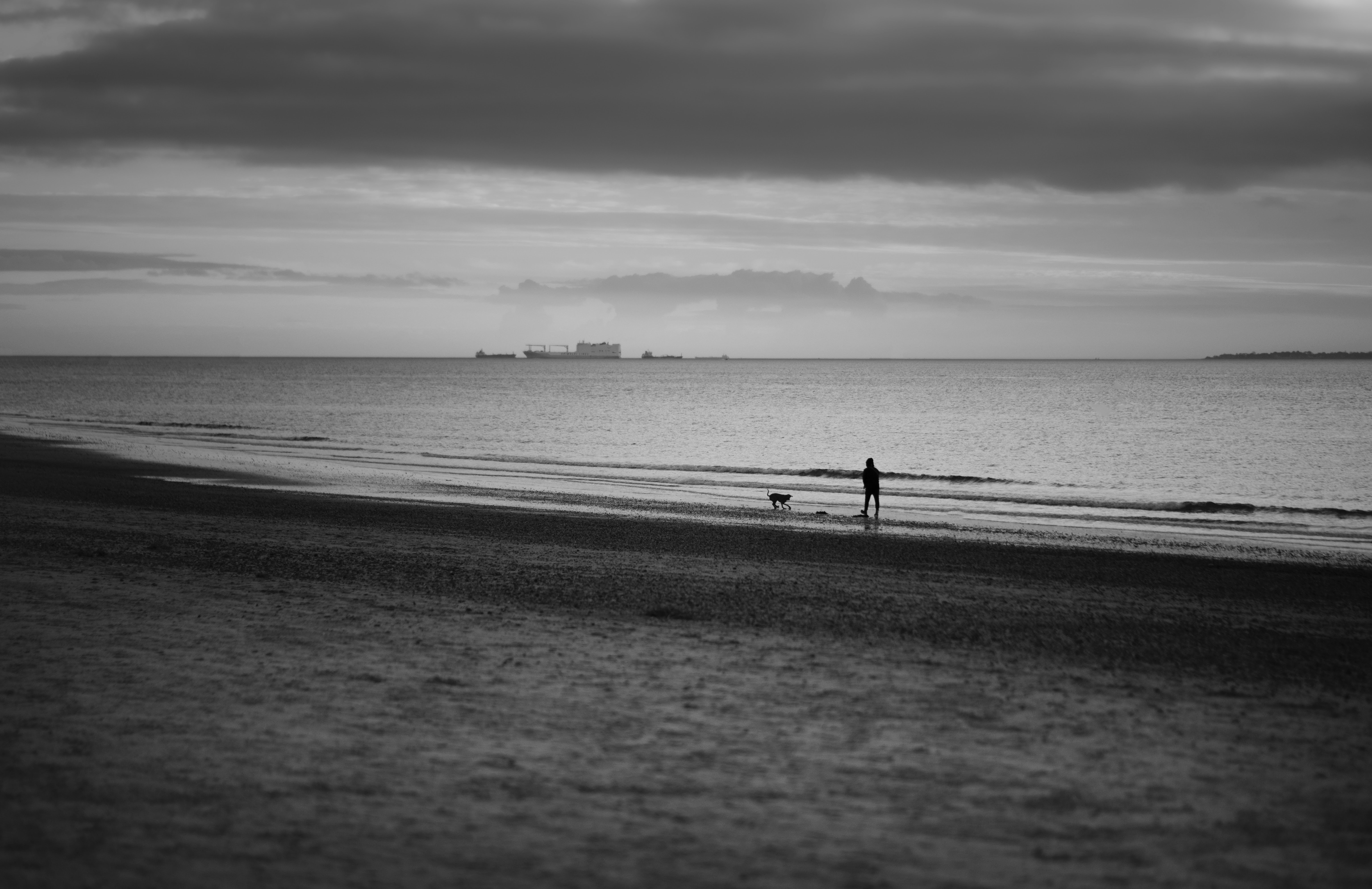 海の近くのビーチで犬を散歩させる人