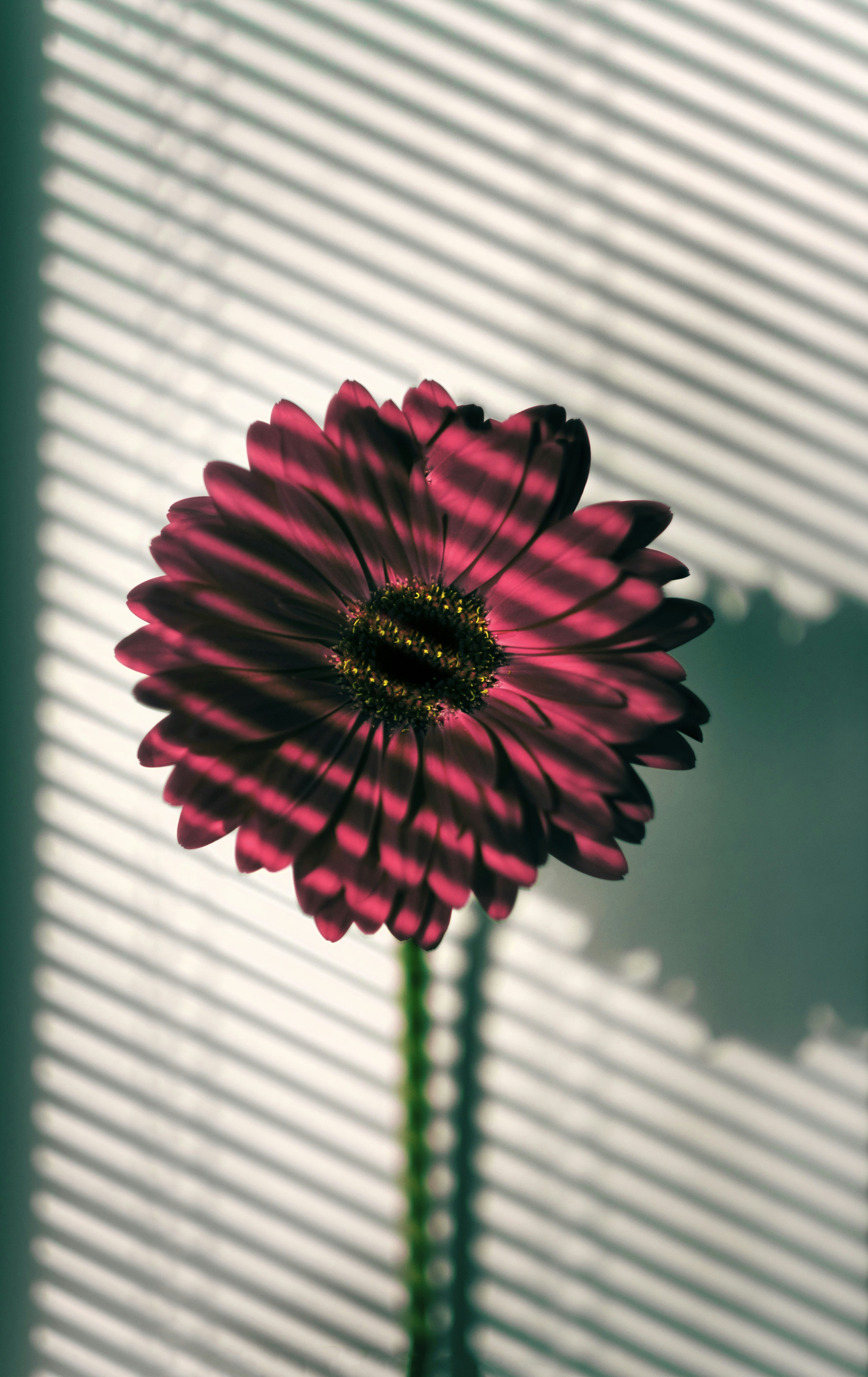 窓の前に座っているピンクの花